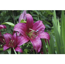 Nahaufnahme von rosafarbenen Lilienblüten im Garten mit Wassertropfen auf den Blütenblättern.
