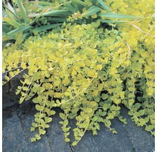 Gelbblättriges Pfennigkraut FloraSelf Lysimachia nummularia 'Aurea' H 5-15 cm Co 0,6 L
