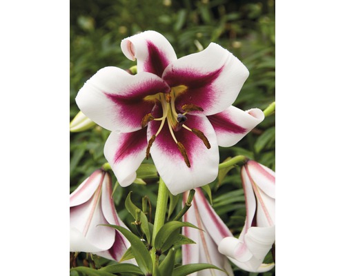 Nahaufnahme einer Lilienblüte mit weiß-weinroten Blütenblättern.