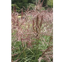 Chinaschilf im Garten