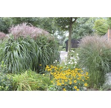 Gartenlandschaft mit Ziergräsern und Rudbeckien