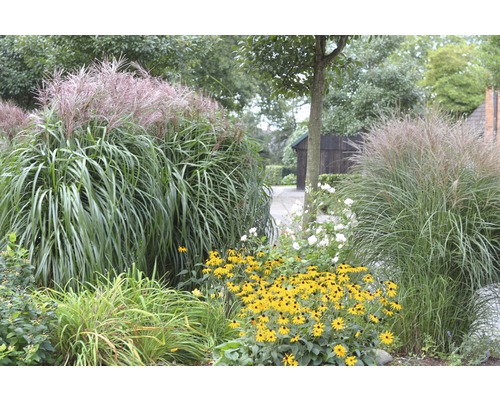 Gartenlandschaft mit Ziergräsern und Rudbeckien