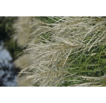 Chinaschilf im Detail