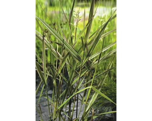 Buntblättriges Rohrglanzgras FloraSelf Phalaris arundinacea 'Picta' H 10-80 cm Co 0,6 L