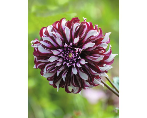 Nahaufnahme einer rot-weiß gestreiften Dahlie