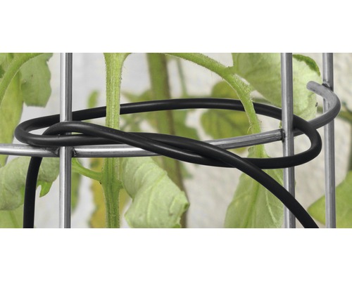 Pflanze befestigt mit Pflanzenbinder an einem Pflanzenstützgitter