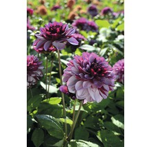 Nahaufnahme von Dahlienblüten im Gartenbeet