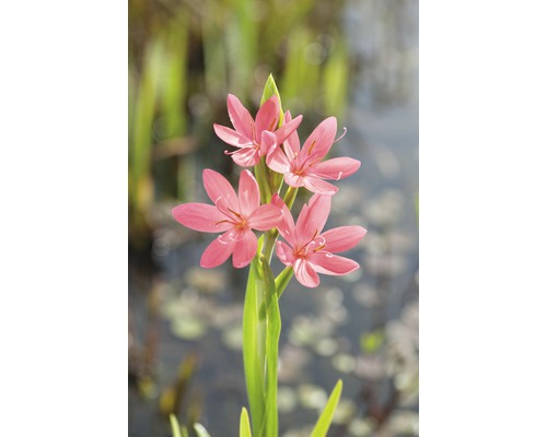 Sumpfgladiole FloraSelf Schizostyllis coccinea 'Mrs Hegarty' Ø 9 cm Topf