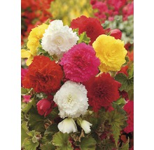 FloraSelf Blumenzwiebel Begonie 'Fimbriata' Mix 3 Stk