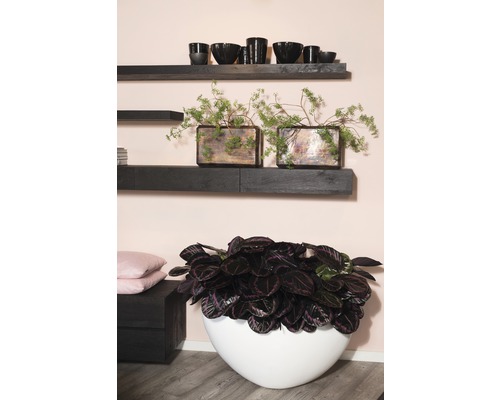 Wohnraum mit Wandregalen, Dekorationsobjekten und Zimmerpflanzen in Pflanzgefäßen.