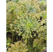 Detailaufnahme von Zypergras mit Blütenstand