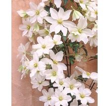 Kletterpflanze Clematis mit weißen Blüten