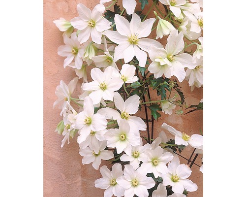 Kletterpflanze Clematis mit weißen Blüten