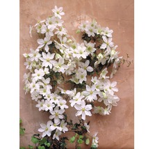 Kletterpflanze mit weißen Blüten an einer Wand