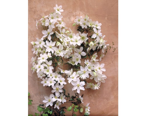 Kletterpflanze mit weißen Blüten an einer Wand