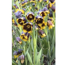 Gruppe von Schachblumen im Garten