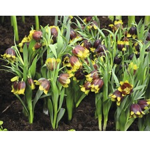 Gruppe Schachblumen im Gartenbeet