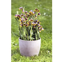Blühende Schachbrettblumen in einem Pflanzgefäß auf einer Rasenfläche