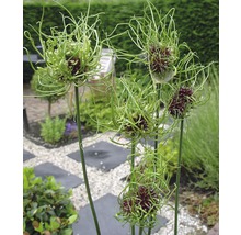 Blütenstand des Zierlauchs im Garten