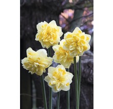 Gelbe Osterglocken im Garten