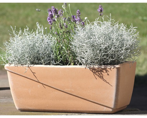 Blumenkasten mit Lavendel und Silberblatt