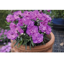 Nelke in einem Terrakottatopf mit violetten Blüten