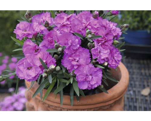 Nelke in einem Terrakottatopf mit violetten Blüten