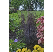 Ziergras im Gartenbeet mit verschiedenen Blumen