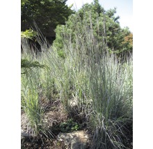 Gruppe von Ziergräsern im Garten.