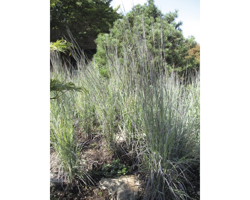 Gruppe von Ziergräsern im Garten.