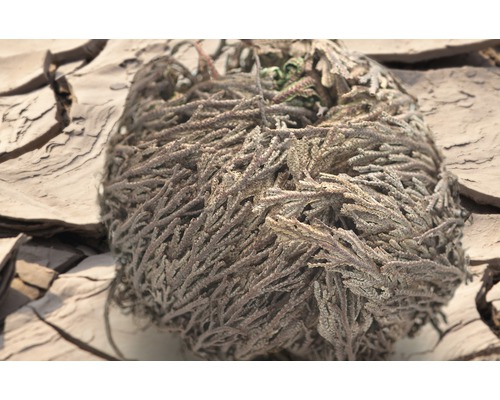 Trockene Pflanzenkugel auf rissiger Erde