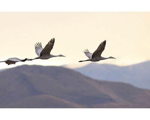 Flug von Kranichen vor einem Bergpanorama