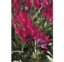 Nahaufnahme von roten Wildtulpen im Gartenbeet