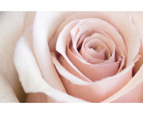 Nahaufnahme einer Rosenblüte mit Wassertropfen