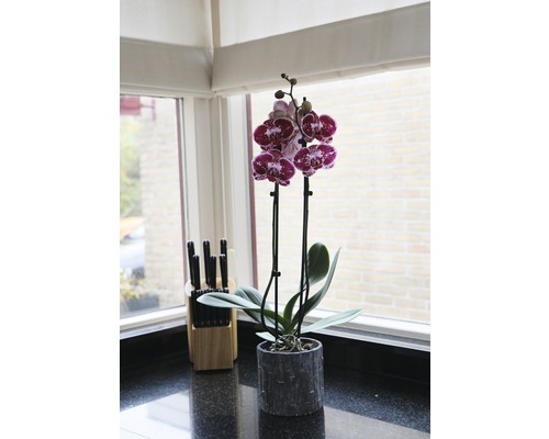 Topf-Orchidee mit violetten Blüten auf einer Küchentheke