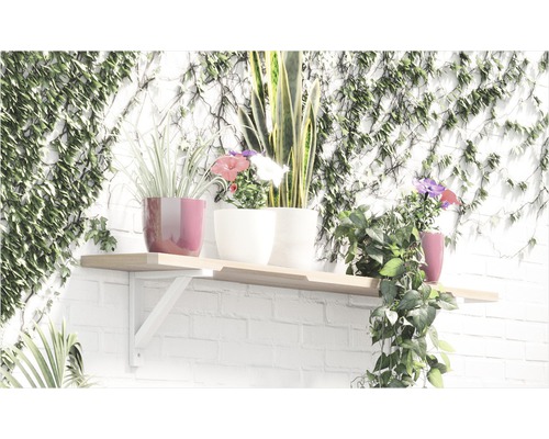 Regal mit verschiedenen Topfpflanzen vor einer mit Efeu bewachsenen Wand.