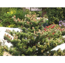 Nahaufnahme einer Koreatanne mit Zapfen im Garten.