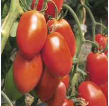 San Marzano Tomaten an der Pflanze