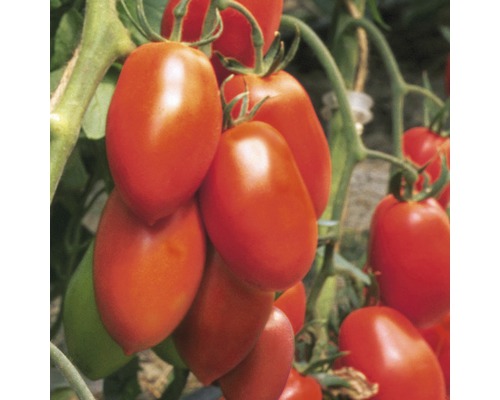 San Marzano Tomaten an der Pflanze