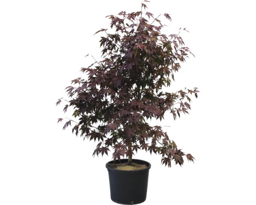 Ziergehölz Roter Fächerahorn 60/80 cm, im Topf Japanischer Ahorn im Topf