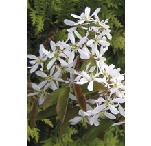 Blütenzweig mit weißen Blüten