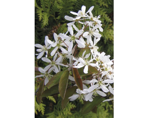 Blütenzweig mit weißen Blüten