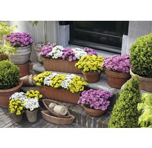 Dekorative Blumentreppe mit blühenden Topfblumen und Pflanzen