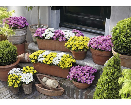 Dekorative Blumentreppe mit blühenden Topfblumen und Pflanzen