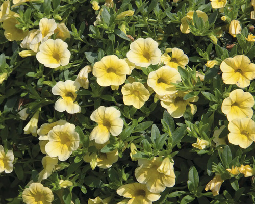 Gelbe Zauberglöckchen Blüten mit grünen Blättern