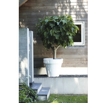 Feigenbaum im Pflanzkübel im Garten vor Holzhauswand