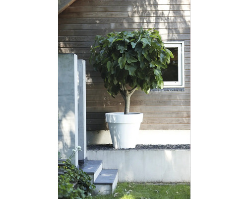Feigenbaum im Pflanzkübel im Garten vor Holzhauswand