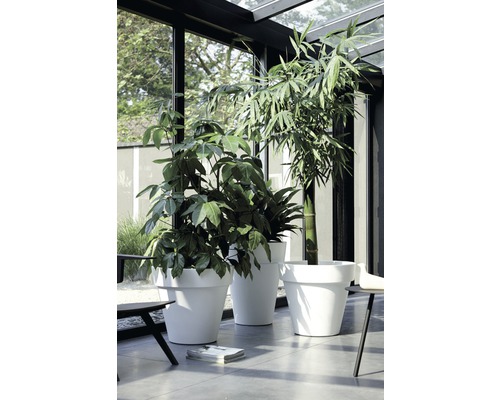 Innenaufnahme mit drei großen, weißen Pflanzgefäßen mit Pflanzen in einem Wintergarten.