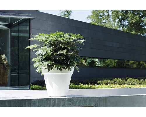 Pflanze in weißem Pflanzgefäß im Außenbereich