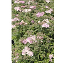 Nahaufnahme einer Spiraea japonica mit Blüten